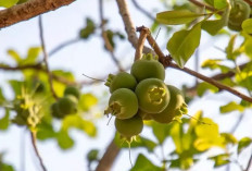 Buah Paling Berbahaya di Dunia