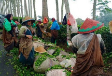  Hari Buruh Internasional, Disperinnaker Sampaikan Ini ke Perusahaan di Kepahiang 