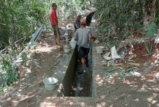 Tambahan DD, Pemdes Daneu Bangun Irigasi 146 Meter