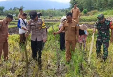 Jalankan Program Sade Sahe: Desa Meranti Jaya Kabupaten Kepahiang Tanam Jagung