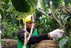 Harga Kopi Tembus Rp 73 Ribu Per Kg, Petani di Kepahiang Rela Bermalam di Kebun