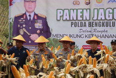Dari Kepahiang untuk Indonesia: Kapolda Bengkulu Panen Raya Jagung, Siap Jadi Pilar Ketahanan Pangan Nasional