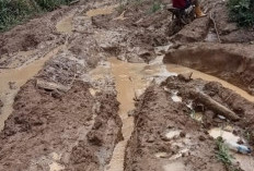 Tak Kunjung Dibangun, Jalan Langgar Jaya Tambah Parah: Petani Tercekik Ongkos Angkut Kopi