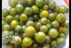 Jeruk Kalamansi: Jeruk Kecil Asli Bengkulu dengan Segudang Manfaat