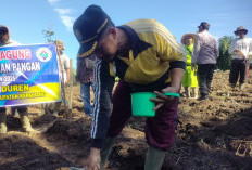Sukseskan Program Ketahanan Pangan: Desa Tangsi Duren Kabawetan Tanam Jagung