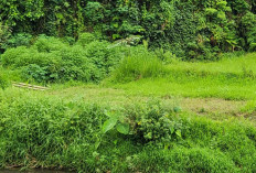 Puluhan Hektare Sawah di Desa Embong Sido Butuh Irigasi Permanen