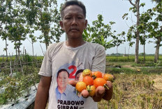 Diterpa Cuaca Buruk: Petani Tomat di Kabupaten Kepahiang Merugi
