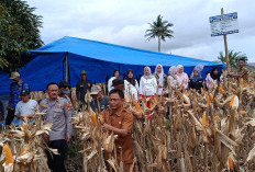 Panen Raya Jagung Hibrida F1 Program Ketapang Desa Kelobak 