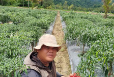  Harga Murah, Petani Cabai Kepahiang Mengeluh 