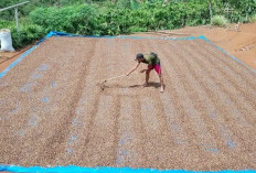 Harga Kopi di Kepahiang Kembali Meroket, Segini Harganya!