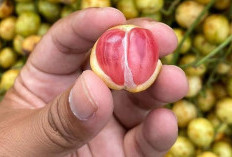Manfaat Buah Menteng untuk Kesehatan yang Jarang Diketahui 