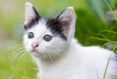 6 Tanaman yang Dibenci Kucing, Bisa Cegah BAB di Taman