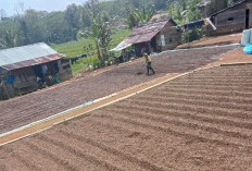 Jual-beli Kopi di Kepahiang Terancam Denda Hingga Puluhan Juta: Jika...