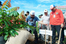 Gubernur Bersama Forkopimda Tanam Pohon dalam Gerakan Satu Juta Pohon Matoa 