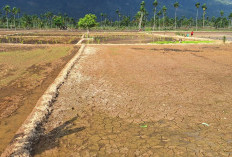 Debit Air Irigasi Mengecil, Puluhan Hektare Sawah di Desa Tunggang Kesulitan Air