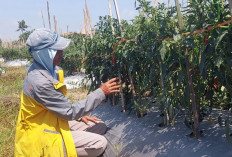 Harga Jual Merosot, Petani Cabai Meradang 