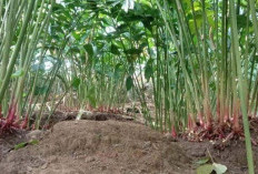 Petani Desa Westkust Kembangkan Tanaman Kapulaga