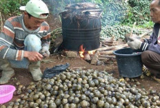 Bulan Puasa, Petani Kolang Kaling di Daspetah Kepahiang Banjir Pesanan