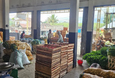 Harga Tomat Anjlok Petani di Kepahiang Merugi