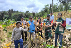 Desa Daspetah Panen Raya Jagung Program Ketahanan Pangan Tahun 2025 