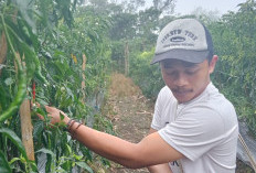 Harga Cabai Merah Keriting di Kepahiang Turun: Petani Cabai Terancam Merugi 