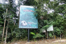Sensitif Terhadap Wanita Haid, Sudah 4 Tahun Bunga Rafflesia di Cagar Alam Taba Penanjung Tidak Mekar 
