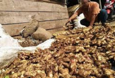 Di Kepahiang Harga Jahe Gajah Masih Menjanjikan