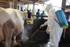 Lebaran Idul Adha Tahun 2026: Termasuk Sapi Jumbo Bantuan Presiden, 925 Hewan Kurban Disembelih di Kepahiang
