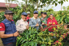 Lomba Kebun Kopi Bukan Hanya Seremonial, Bupati Kepahiang Minta Jadi Pemicu Produktivitas
