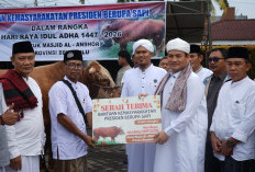 Bantuan Sapi Kurban Presiden Prabowo, Pemprov Bengkulu Serahkan untuk Masjid Al Anshor Sukarami