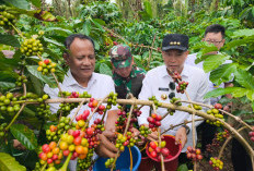 Mantap! Kopi Robusta Kepahiang Ditinjau Langsung Staf Presiden: Begini Respon Bupati Zurdi Nata 