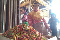 Pedas, Harga Cabai Rawit Setan di Benteng Rp 100 Ribu per Kilo 