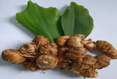 6 Obat Herbal yang Ampuh Atasi Sesak Napas dan Cara Penggunaannya