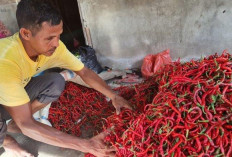 Harga Cabai Merah di Kabupaten Kepahiang Terjun Bebas, Segini Harganya! 