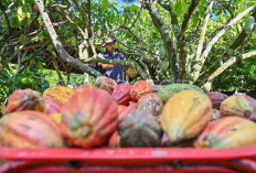 Dari Ujung Barat Pulau Dewata, Kakao Jembrana Menembus Pasar Dunia