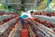 Warga Permu Raup Puluhan Juta dari Beternak Ayam Petelur