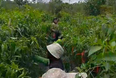 Harga Cabai Merah Naik, Petani Desa Bukit Barisan Kepahiang Semringah