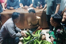 Kepergok Mencuri Pisang, Remaja Ini Diarak Keliling Kampung