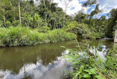 Sudah 10 Tahun Irigasi Air Pering Jebol, 70 Hektare Sawah di Kepahiang Terdampak Kekeringan