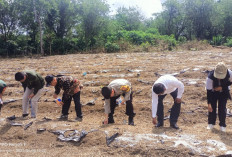  Pemdes Weskust Kepahiang Tanam Jagung: Dukung Ketahanan Pangan
