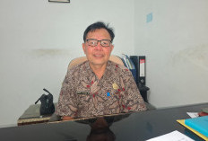 Pemkab Lebong Kumpulkan 12 Ekor Sapi Kurban