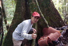 Puspa Langka Rafflesia Arnoldi Berdiameter 75 CM Mekar di Kawasan Konservasi Kepahiang