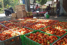 Petani Kabupaten Kepahiang Menjerit: Harga Tomat Rp 1.000 Per Kilogram