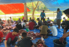 Idul Adha 1447 H/2026, PT PLN IP UBP Bengkulu Gelar Penyembelihan dan Penyaluran Hewan Kurban 