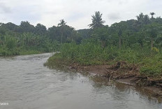 Pengendalian Banjir, Desa Pagar Agung Masih Butuh Pembangunan Tanggul