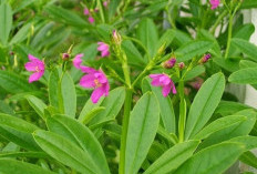 Manfaat Ginseng Jawa Bagi Tubuh 