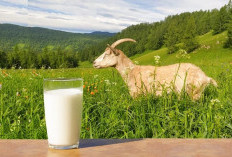 Manfaat Susu Kambing untuk Kesehatan