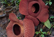 Jangan Lewatkan, di Kepahiang Lagi Ada Rafflesia Kembar Mekar Sempurna