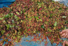 Musim Panen, Harga Cengkeh di Kepahiang Tembus Rp 125 Ribu per Kilogram