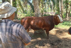 Wapres Gibran Beli Sapi Kurban di Bengkulu Tengah, Dibagi ke Warga Terdampak Gempa  
